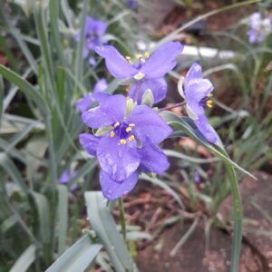 purple flower